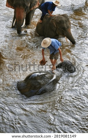 Elephant bathing a few years ago in Thaïland, a symbol of animal cruelty, now banned