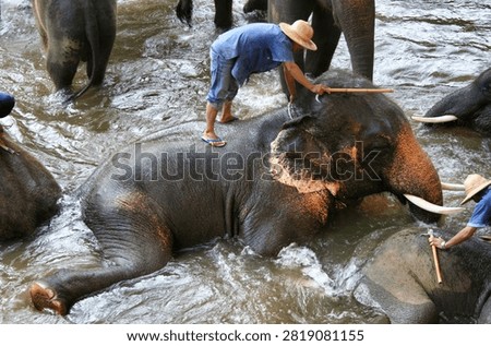 Elephant bathing a few years ago in Thaïland, a symbol of animal cruelty, now banned