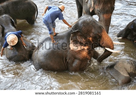 Elephant bathing a few years ago in Thaïland, a symbol of animal cruelty, now banned