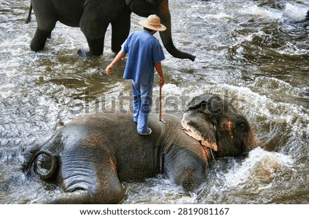 Elephant bathing a few years ago in Thaïland, a symbol of animal cruelty, now banned