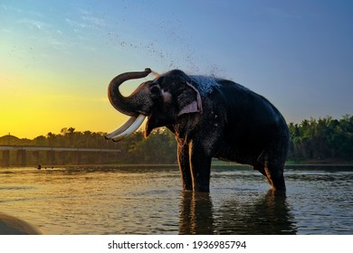 Elephant bathing on southern banks of the Bharathapuzha river at Ottappalam,Kerala