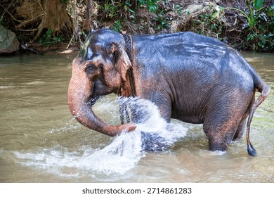 Elephant bathing in the river