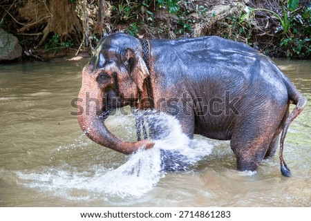Elephant bathing in the river