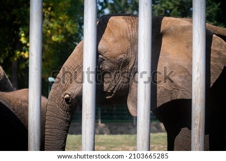 elephant behind bars at the zoo. animals in captivity. 
