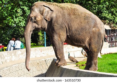 Elephant In Belgrade Zoo