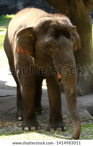 elephant the big mammal in nature wildlife