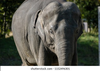 Elephant Big Nose Forehead Stock Photo (Edit Now) 1152496301