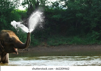 elephant blow water out from trunk during bathing in river , elephant lifestyle in water
