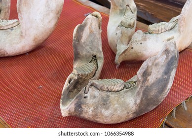 Elephant Bones Molar