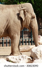 Elephant At Budapest Zoo