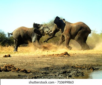                                Elephant Bull Fight