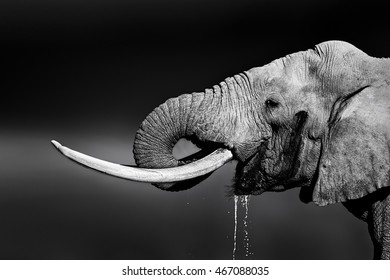 Elefantenbull mit großen Stoßzähnen Trinkwasser. Nahaufnahme eines Porträts mit Seitenansicht im Addo-Nationalpark