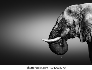 Elephant bull, Loxodonta africana, close-up portrait drinking water with its trunk in its mouth dripping water in black and white. Fine art.