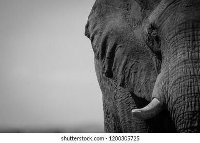 Elephant Bull Marching Towards Watering Hole Stock Photo 1200305725 ...