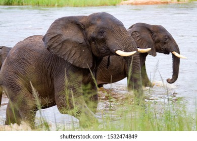 Elephant Bulls Emerge From The Great Ruaha River After A Playful Bathing Session.