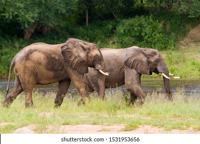 Elephant Bulls Walk Along The Banks Of The Great Ruaha River