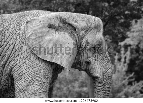 Elephant Bush Close Black White Photography Animals Wildlife