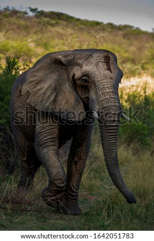 Similar – elephant in Aberdare National Park, Kenya