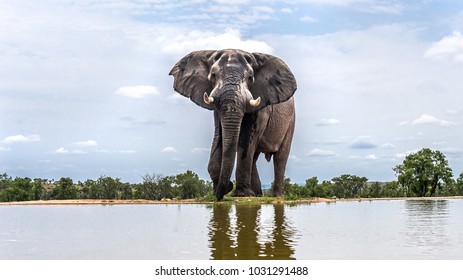 Elephant by the pool