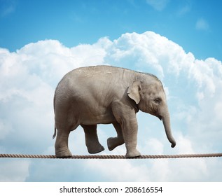 Elephant calf balancing on a tightrope concept for risk, conquering adversity and achievement