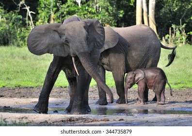 The Elephant Calf With  Elephant Cow. The African Forest Elephant (Loxodonta Cyclotis) Is A Forest. Dwelling Elephant Of The Congo Basin