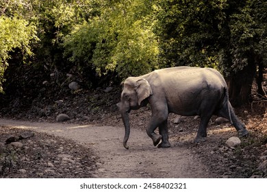 Elephant calf crossing the road in the Kruger National Park in South Africa - Powered by Shutterstock