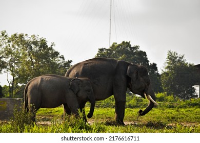 Elephant Calf And Mother Elephant