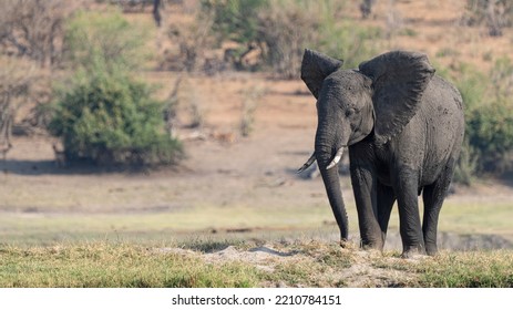 Elephant Calf On The Chobe River