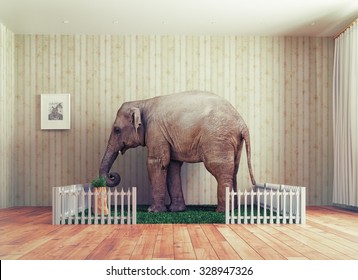 An Elephant calf as the pet. Photo combination concept