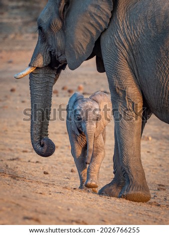 Elephant calf walking towards the mother
