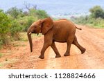 A elephant calf walks out onto a dirt track during a safari in the Madikwe National Park & Game Reserve in South Africa.  The adolescent tries to be intimidating, before retiring back into the bush.