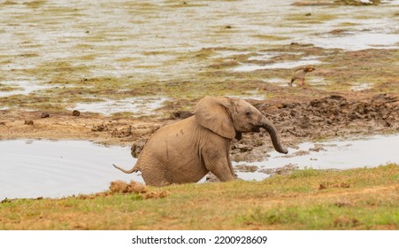 Elephant Calf In The Wild And Savannah Landscape Of South Africa