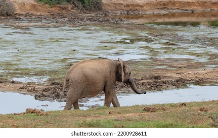 Elephant Calf In The Wild And Savannah Landscape Of South Africa