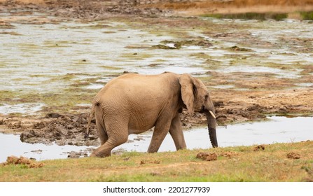 Elephant Calf In The Wild And Savannah Landscape Of South Africa