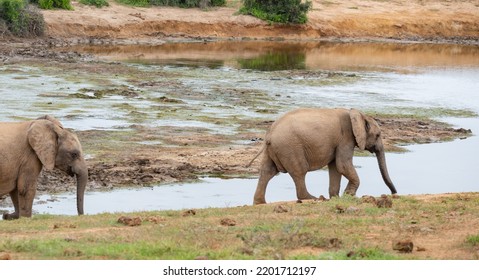 Elephant Calf In The Wild And Savannah Landscape Of South Africa