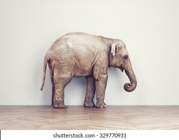 an elephant calm in the room near white wall. Creative concept