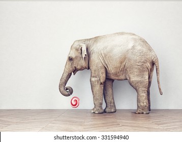 an elephant calm in the room near white wall. Creative concept
