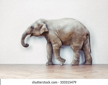 the elephant calm in the room near white wall. Creative photo combination  concept
