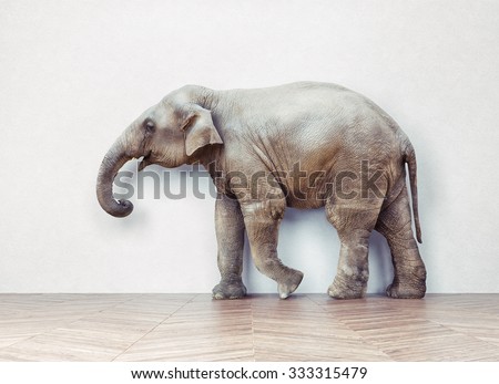 the elephant calm in the room near white wall. Creative photo combination  concept