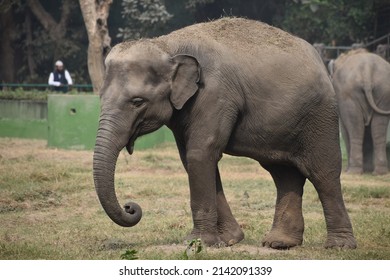 Elephant in captivity walking with trunk drooping down