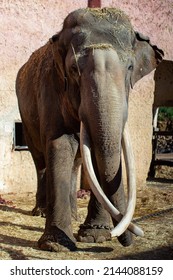 Elephant In Captivity Wildlife Image