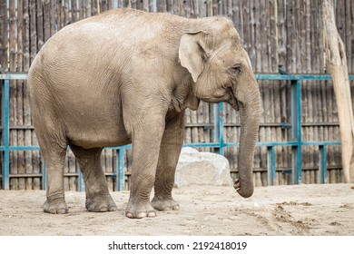 Elephant In Captivity In A Zoo