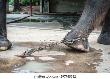 Elephant Chained