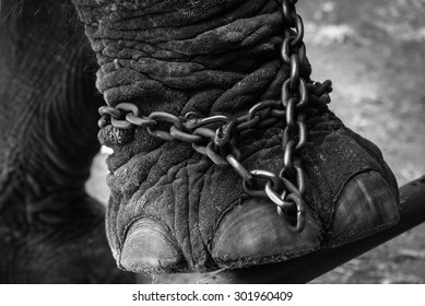 Elephant Chained