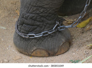 Elephant Chained Stock Photo (Edit Now) 385851052