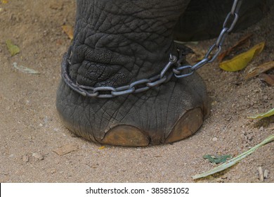 Elephant Chained