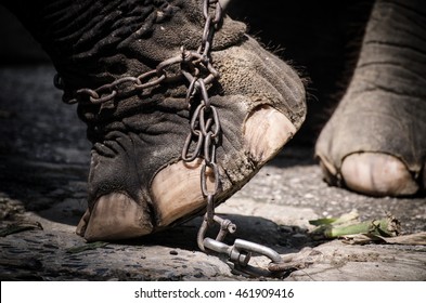 Elephant Chained