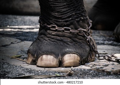 Elephant Chained