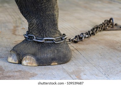 Elephant Chained