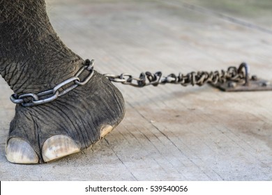 Elephant Chained